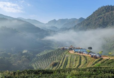           Sabah atmosfer beyaz sis ile kaplı alan yeşil teraslı çay plantasyonu Doi Ang khang Chiang Mai, Tayland