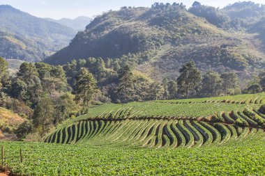 Ban Nor Lae köyündeki vadi dağlarındaki yeşil teraslı çilek tarlaları. Doi Ang khang Chiang Mai Tayland