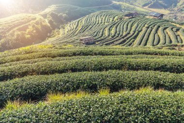 Yeşil teraslardaki manzara manzaralı sıra sıra çaylar çay çiftliği sabahın 2000 'inde Doi Ang khang Chiang Mai Tayland