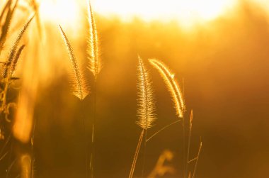 Kapatın silueti tropikal çim çiçeği ya da setaceum pennisetum çeşmesi çimenleri gün batımında arka planda