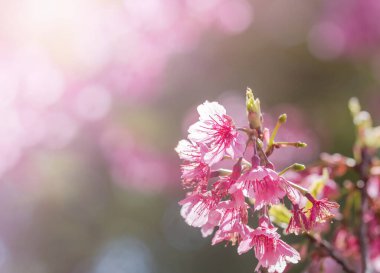          Pembe Sakura çiçeklerini kapat ya da ilkbaharda ağaçta açan kiraz çiçeklerini. 