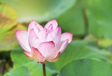 Pembe nilüfer çiçeği veya kutsal nilüfer çiçeği (Nelumbo nucifera) gölde çiçek açar. 