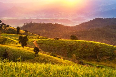 Bahçe manzaralı gün batımı. Pa bong Pieng, Mae Chaem, Chiang Mai, Tayland 'daki yeşil tarlalı çeltik pirinç tarlası.  