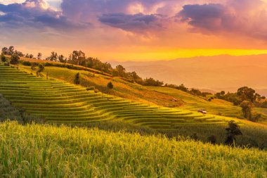 Pa Pong Pieng, Mae Chaem, Chiang Mai, Tayland 'da gün batımında pirinç terasları. 