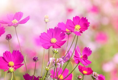 renkli pembe cosmos çiçekler alanında güneşli günde çiçeklenme kapatın 