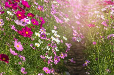 renkli pembe cosmos çiçekler alanında güneşli günde çiçeklenme 