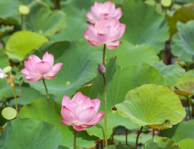 Pembe nilüfer çiçeklerini ya da kutsal nilüfer çiçeklerini (Nelumbo nucifera) gölde açan yeşil yapraklarla kapat 