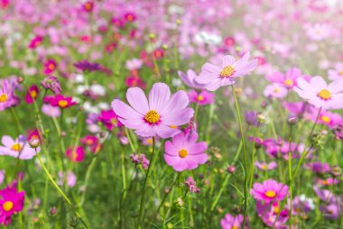 renkli pembe cosmos çiçekler alanında güneşli günde çiçeklenme 