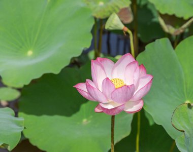  Pembe nilüfer çiçeği ya da kutsal nilüfer çiçeği (Nelumbo nucifera) güneşli bir günde gölde çiçek açar.