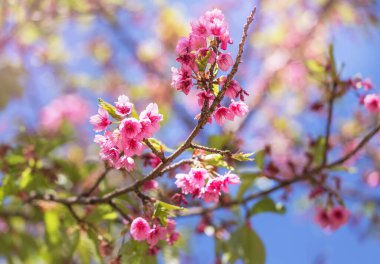          Pembe Sakura çiçekler veya ağaç üzerinde mavi gökyüzü ile bahar içinde çiçek açan kiraz çiçeği kapatın