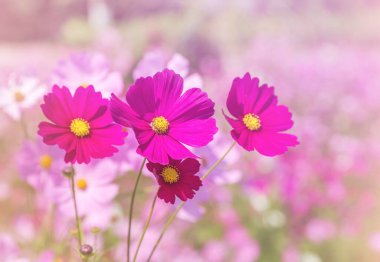 renkli pembe cosmos çiçekler alanında güneşli günde çiçeklenme kapatın 