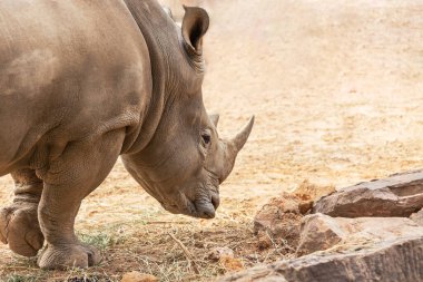 Beyaz gergedan ya da Beyaz Gergedan (Ceratotherium simum) büyük memeli hayvan