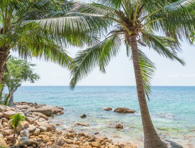 Güneşli bir günde Hindistan cevizi palmiyeleri olan Koh Tao adasının manzarası.