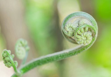 Yeni filizlenen yapraklı altın tavuk eğreltiotu veya altın yosun veya zincirli eğrelti otu (Cibotium barometz) ağaç eğreltiotu bitkisi topraktan yetişiyor. 