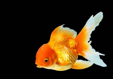 Japon Balığı (carassius auratus) oranda denizanası başı siyah arkaplanda izole edildi 