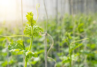 Japon kavunlarından, yeşil kavunlardan veya kavunlardan oluşan yeşil filizler. Serada yetişen kavunlar. İp kavun ağları destekliyor..