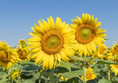 Güneşli bir günde mavi gökyüzüyle tarlada açan ayçiçeklerini kapat. 