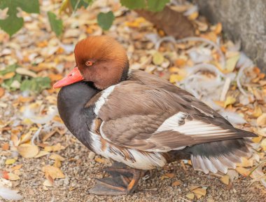 Doğada kırmızı ibikli erkek (Netta rufina) yaban tavuğu