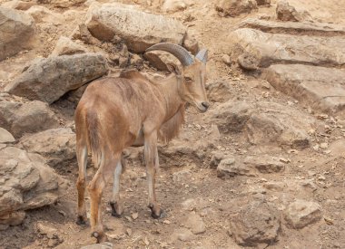 Berber koyunlar (Ammotragus lervia) doğal olarak dinlenirler.                  
