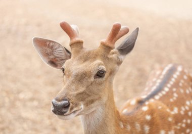 genç erkek sika geyikleri veya benekli geyikler veya Japon geyikler (Cervus nippon) doğal dinlenme vahşi hayvan    