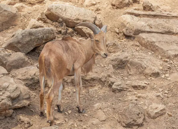 Berber koyunlar (Ammotragus lervia) doğal olarak dinlenirler.                  