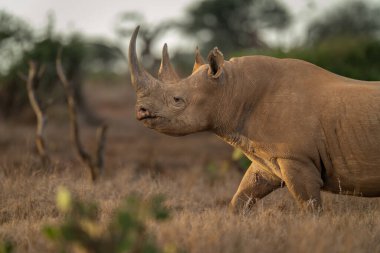 Savanada yürüyen siyah gergedanın yakın çekimi.