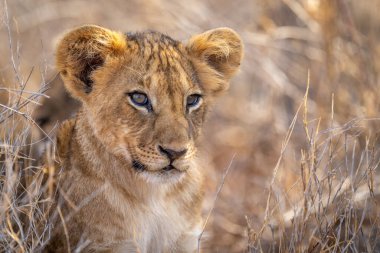 Çimenlerde yatan aslan yavrusunun yakın çekimi.