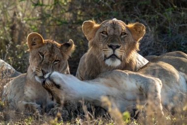 Dişi aslanların burnunun dibinde yatan aslanın yakın çekimi.
