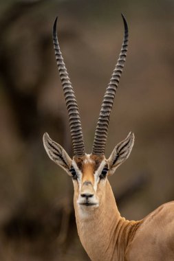 Close-up of male Grant gazelle watching camera clipart