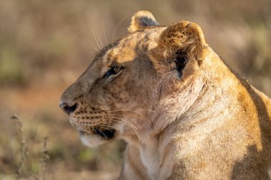 Bulanık arkaplanı olan dişi aslanın yakın çekimi