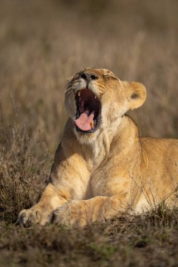 Close-up of sunlit lion cub lying yawning clipart