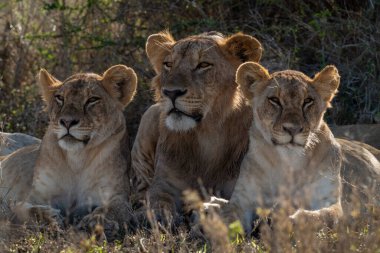 Erkek aslanın dişi aslanlarla yattığı yakın plan.