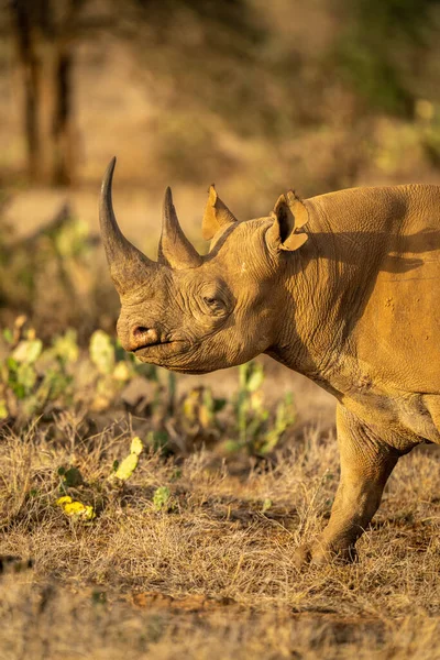 Gros Plan Rhinocéros Noir Marchant Lever Soleil — Photo