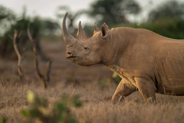 Gros Plan Rhinocéros Noir Traversant Savane — Photo