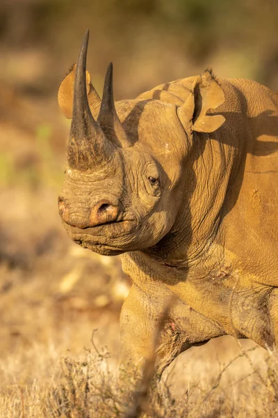 Gros Plan Sur Marche Rhinocéros Noir Lumière Jour — Photo