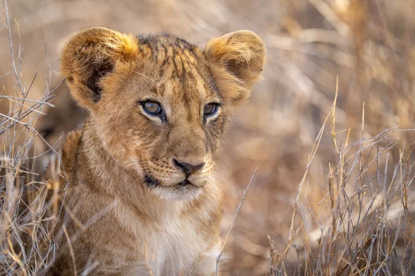 Nahaufnahme Eines Gras Liegenden Löwenjungen — Stockfoto