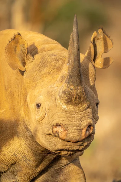 Close Black Rhino Walking Camera — Stock Photo, Image