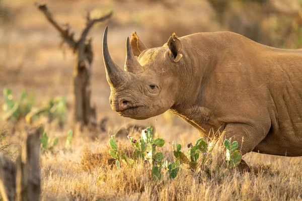 Крупный План Черного Носорога Гуляющего Среди Кактусов — стоковое фото