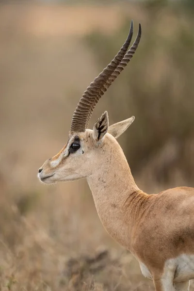 Close Male Grant Gazelle Profile — Stock Photo, Image