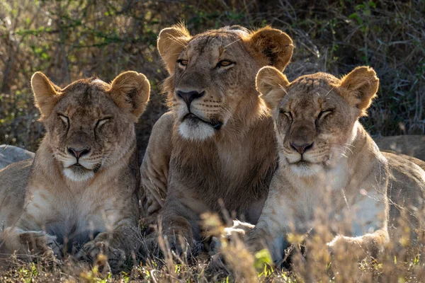 Nahaufnahme Von Löwen Die Von Dösenden Löwinnen Liegen — Stockfoto