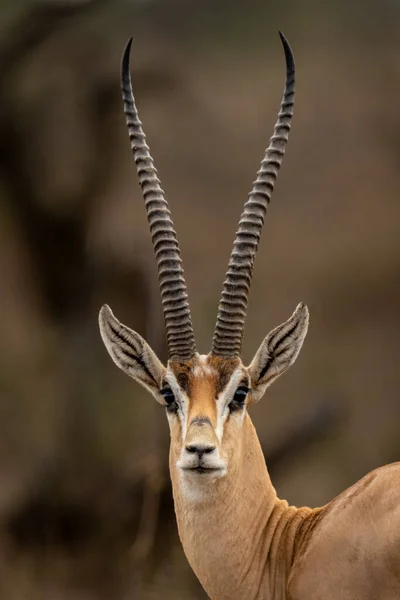 Close Male Grant Gazelle Watching Camera — Stock Photo, Image