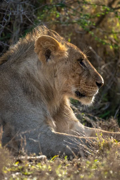 Gros Plan Lion Mâle Allongé Profil — Photo