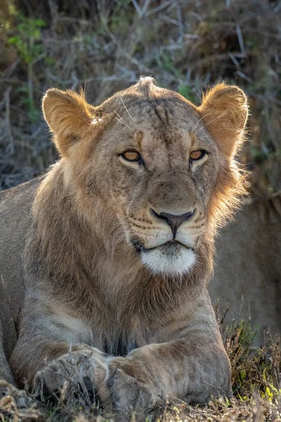 Κοντινό Πλάνο Του Αρσενικού Λιονταριού Που Κείτεται Δίπλα Στο Θάμνο — Φωτογραφία Αρχείου