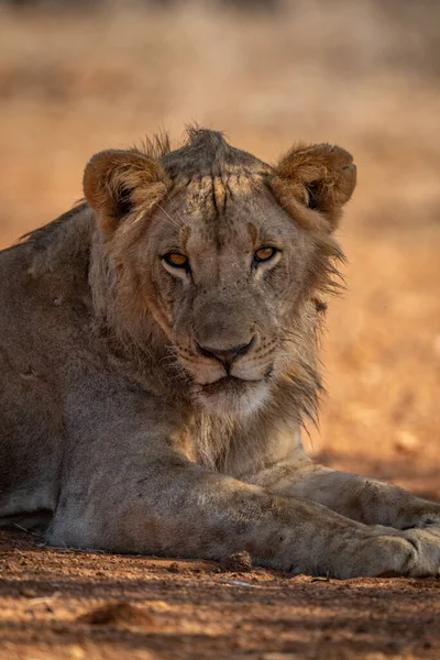 Κοντινό Πλάνο Του Αρσενικού Λιονταριού Ξαπλωμένη Κάμερα — Φωτογραφία Αρχείου