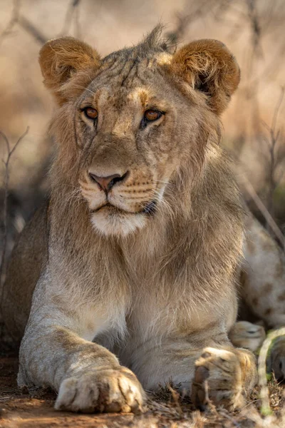 Großaufnahme Eines Männlichen Löwen Der Auf Dem Kopf Liegt — Stockfoto
