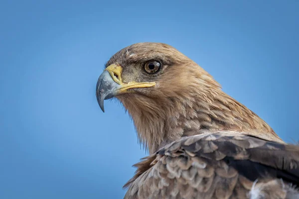 Close Tawny Eagle Head Neck — Stock Photo, Image