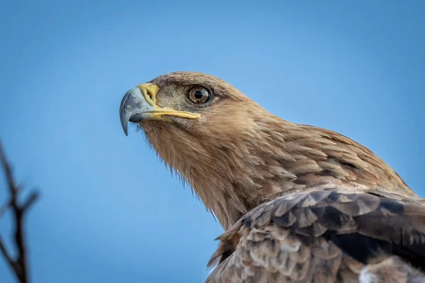 Tawny Eagle Nyújtózó Nyak Közelkép — Stock Fotó