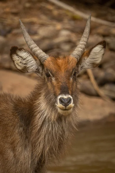 Close Young Male Common Waterbuck Standing — Stock Photo, Image