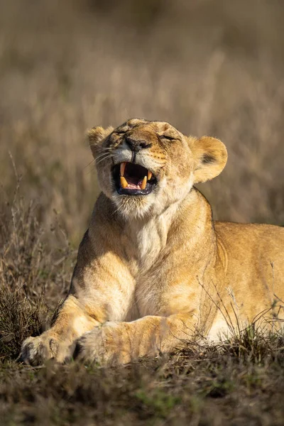 Nahaufnahme Eines Gähnend Liegenden Jungen Löwenjungen — Stockfoto