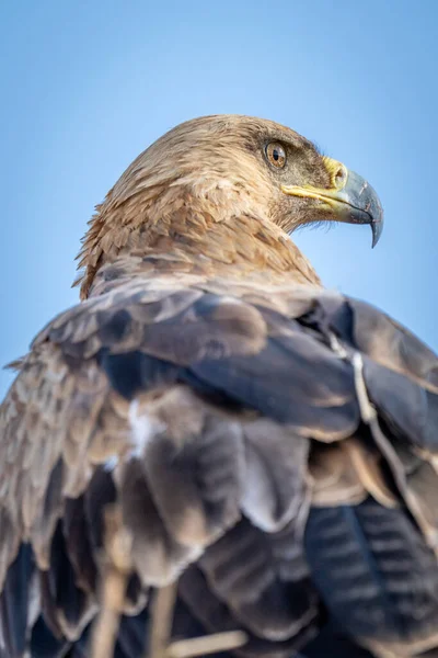 Primer Plano Cabeza Cuerpo Del Águila Tawny —  Fotos de Stock